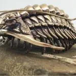 Scientist 3D printed trilobites