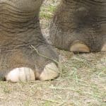 Fixing Elephant's Foot