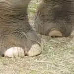 Fixing Elephant's Foot