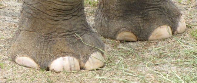 Fixing Elephant's Foot