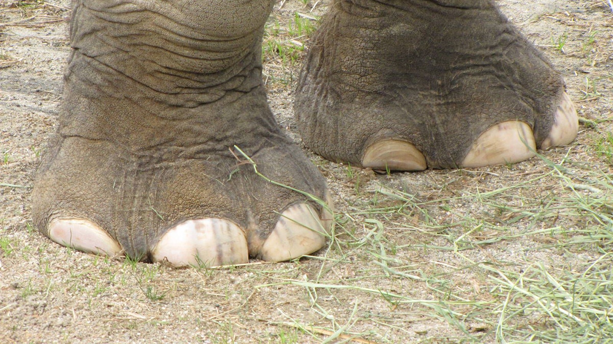 3D Printing Tips - Fixing Elephant's Foot - 3D PRINTING UK